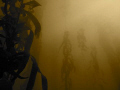   Point Lobos kelp shot. shot  
